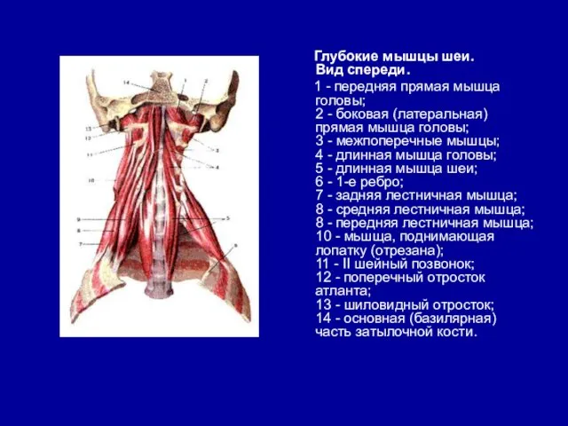 Глубокие мышцы шеи. Вид спереди. 1 - передняя прямая мышца