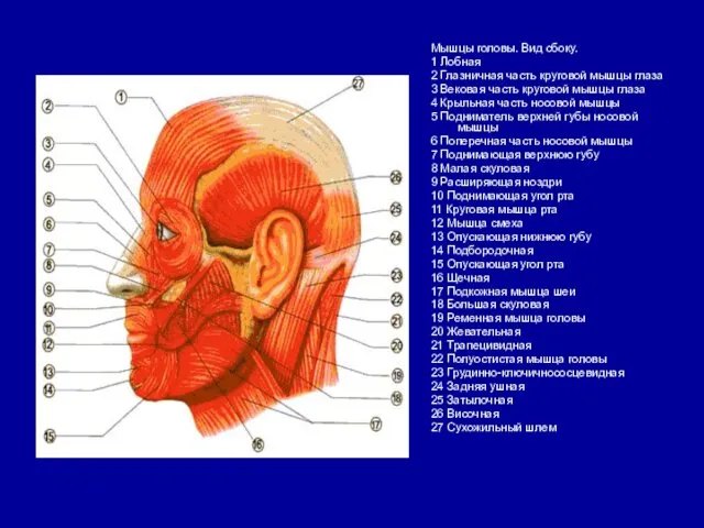 Мышцы головы. Вид сбоку. 1 Лобная 2 Глазничная часть круговой