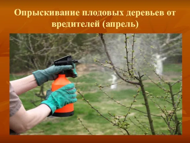 Опрыскивание плодовых деревьев от вредителей (апрель)