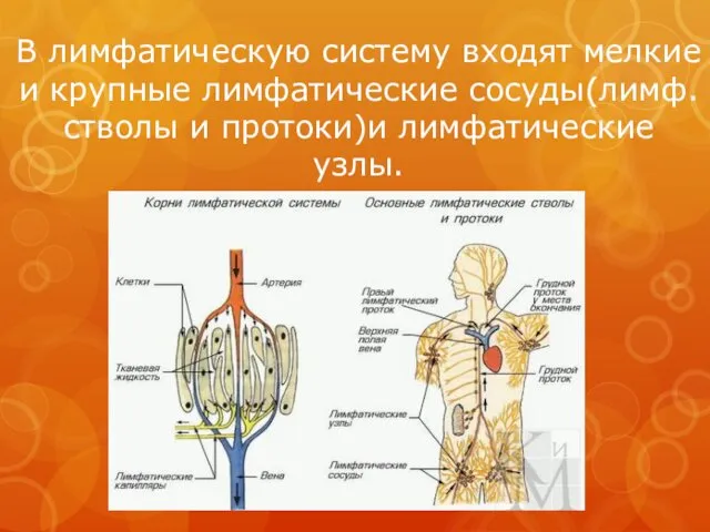 В лимфатическую систему входят мелкие и крупные лимфатические сосуды(лимф. стволы и протоки)и лимфатические узлы.