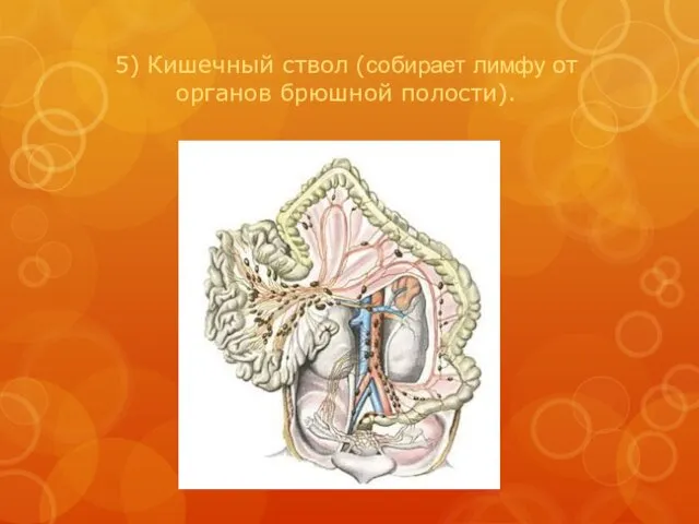 5) Кишечный ствол (собирает лимфу от органов брюшной полости).