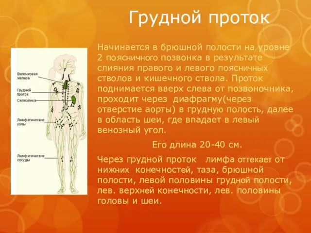 Грудной проток Начинается в брюшной полости на уровне 2 поясничного