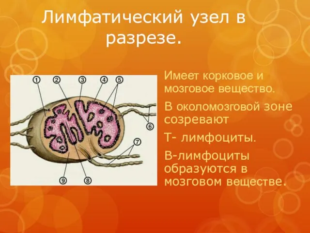 Лимфатический узел в разрезе. Имеет корковое и мозговое вещество. В