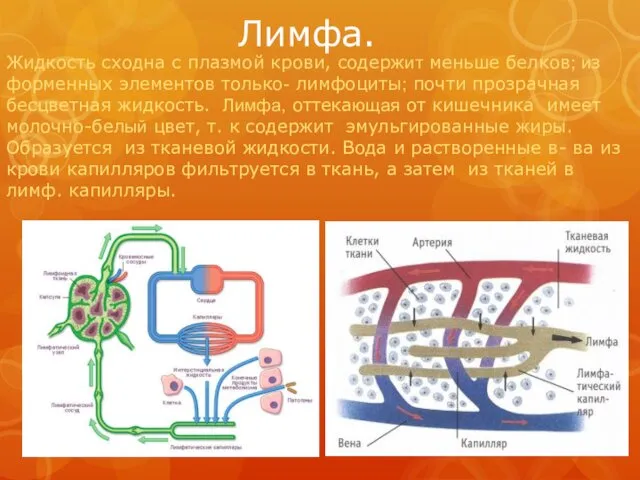 Лимфа. Жидкость сходна с плазмой крови, содержит меньше белков; из