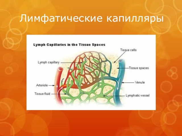 Лимфатические капилляры