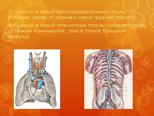 3) Правый и левый бронхосредостенные стволы (собирают лимфу от органов