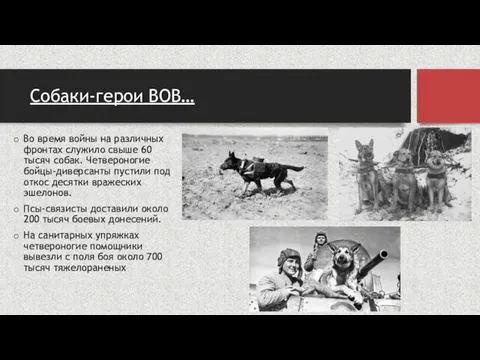 Собаки-герои ВОВ… Во время войны на различных фронтах служило свыше