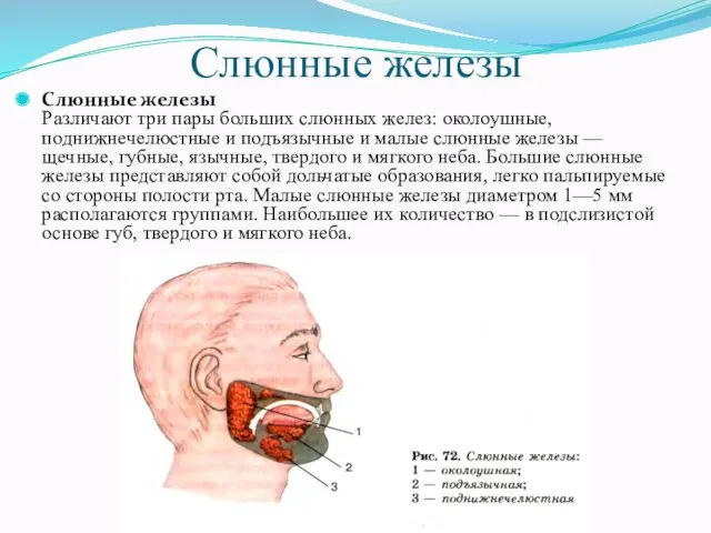 Слюнные железы Слюнные железы Различают три пары больших слюнных желез: