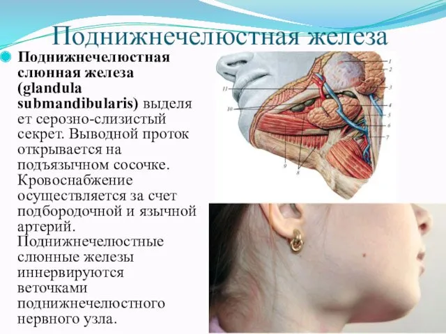 Поднижнечелюстная железа Поднижнечелюстная слюнная железа (glandula submandibularis) выделяет серозно-слизистый секрет.