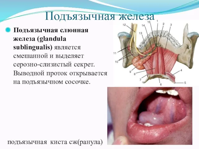 Подъязычная железа Подъязычная слюнная железа (glandula sublingualis) является смешанной и