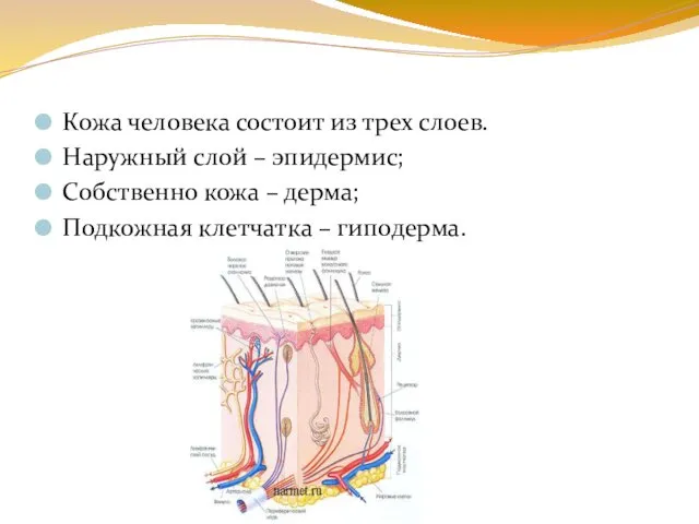 Кожа человека состоит из трех слоев. Наружный слой – эпидермис;