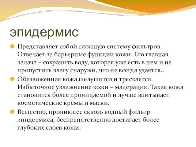 эпидермис Представляет собой сложную систему фильтров. Отвечает за барьерные функции