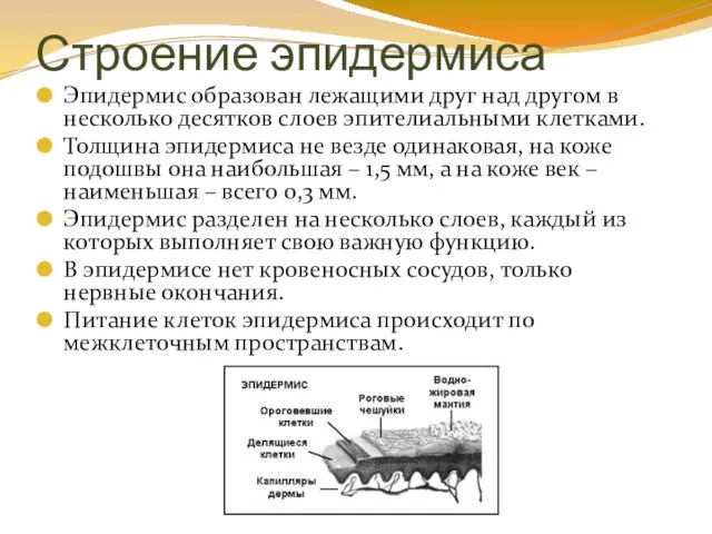 Строение эпидермиса Эпидермис образован лежащими друг над другом в несколько