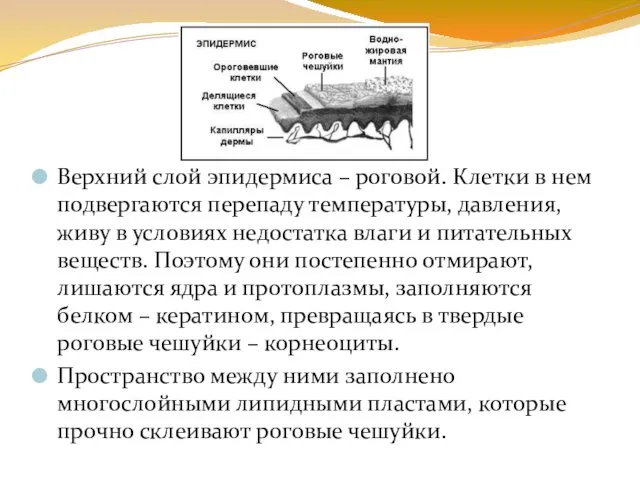 Верхний слой эпидермиса – роговой. Клетки в нем подвергаются перепаду