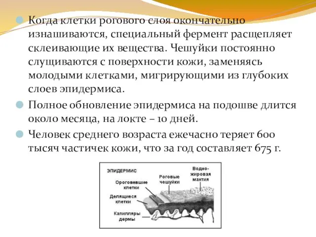 Когда клетки рогового слоя окончательно изнашиваются, специальный фермент расщепляет склеивающие