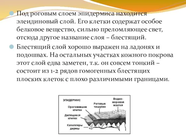 Под роговым слоем эпидермиса находится элеидиновый слой. Его клетки содержат