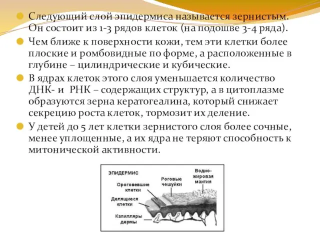 Следующий слой эпидермиса называется зернистым. Он состоит из 1-3 рядов