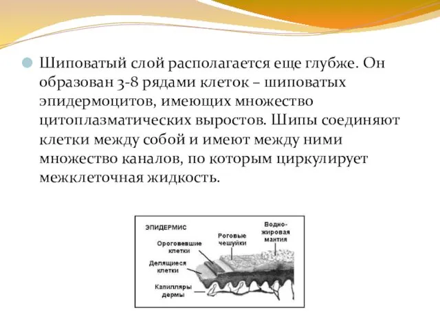 Шиповатый слой располагается еще глубже. Он образован 3-8 рядами клеток