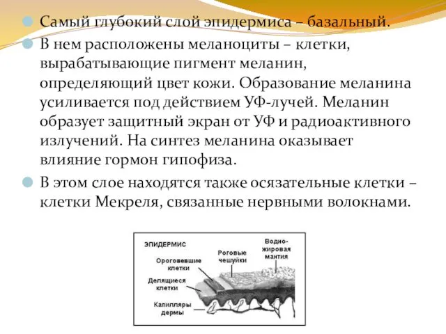 Самый глубокий слой эпидермиса – базальный. В нем расположены меланоциты