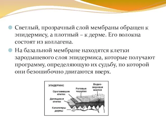 Светлый, прозрачный слой мембраны обращен к эпидермису, а плотный –