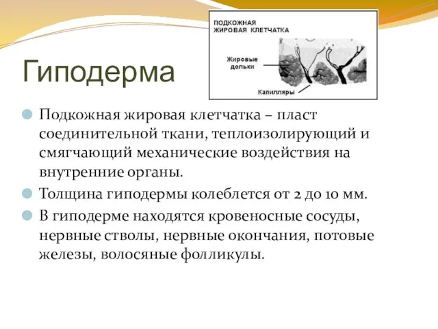 Гиподерма Подкожная жировая клетчатка – пласт соединительной ткани, теплоизолирующий и