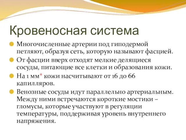 Кровеносная система Многочисленные артерии под гиподермой петляют, образуя сеть, которую