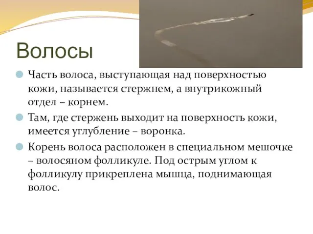 Волосы Часть волоса, выступающая над поверхностью кожи, называется стержнем, а