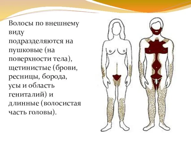 Волосы по внешнему виду подразделяются на пушковые (на поверхности тела),