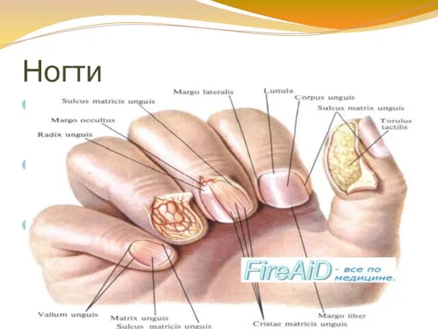 Ногти Ноготь построен из плотно прилегающих роговых пластинок с блестящей