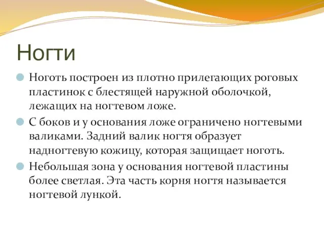 Ногти Ноготь построен из плотно прилегающих роговых пластинок с блестящей