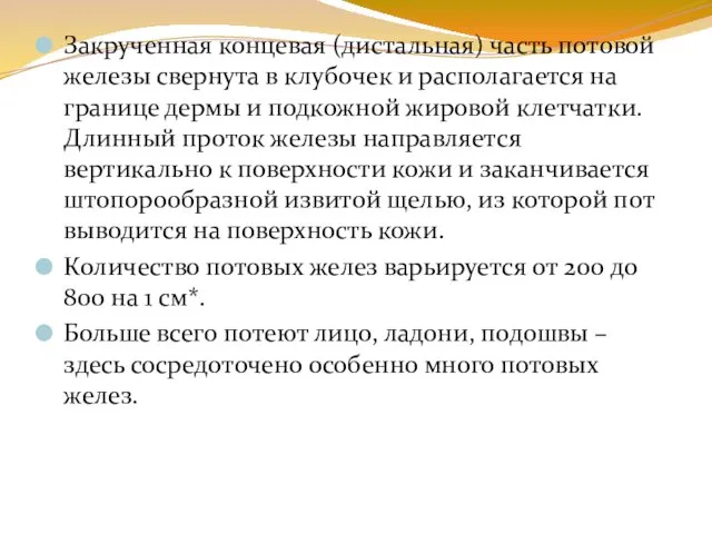 Закрученная концевая (дистальная) часть потовой железы свернута в клубочек и