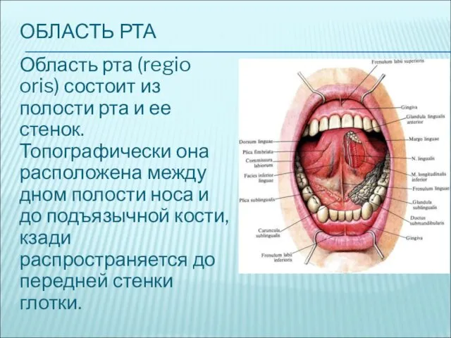 ОБЛАСТЬ РТА Область рта (regio oris) состоит из полости рта