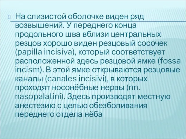 На слизистой оболочке виден ряд возвышений. У переднего конца продольного