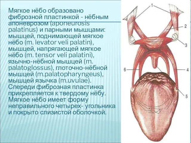 Мягкое нёбо образовано фиброзной пластинкой - нёбным апоневрозом (aponeurosis palatinus)