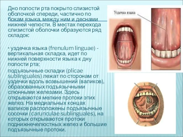 Дно полости рта покрыто слизистой оболочкой спереди, частично по бокам