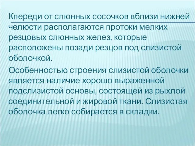 Кпереди от слюнных сосочков вблизи нижней челюсти располагаются протоки мелких