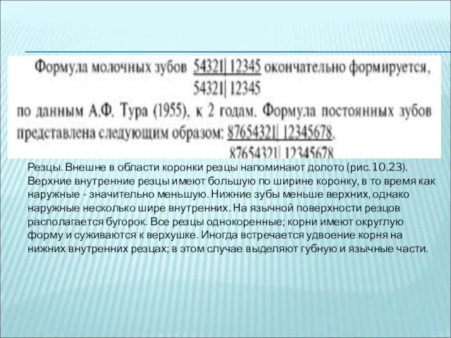 Резцы. Внешне в области коронки резцы напоминают долото (рис. 10.23).