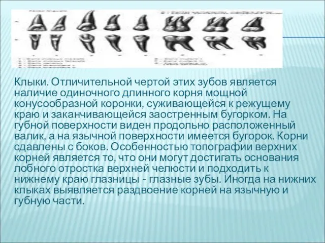 Клыки. Отличительной чертой этих зубов является наличие одиночного длинного корня