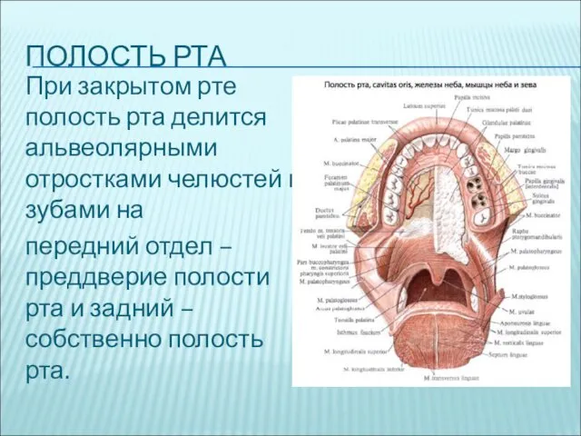 ПОЛОСТЬ РТА При закрытом рте полость рта делится альвеолярными отростками