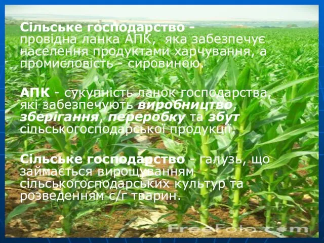 Сільське господарство - провідна ланка АПК, яка забезпечує населення продуктами