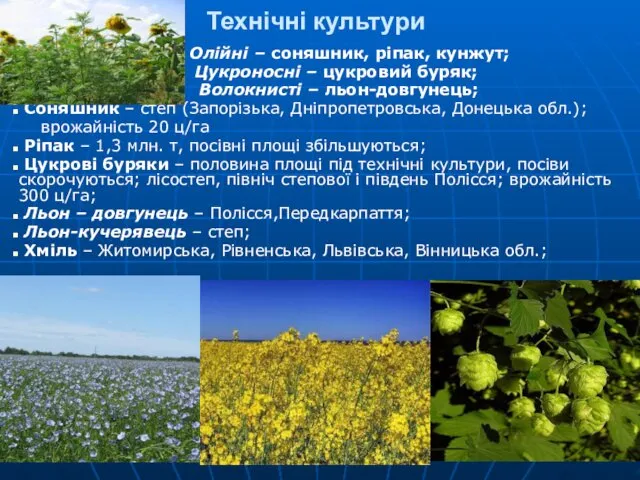 Технічні культури Олійні – соняшник, ріпак, кунжут; Цукроносні – цукровий