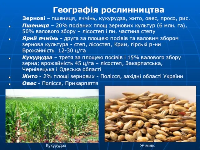 Кукурудза Ячмінь Географія рослинництва Зернові – пшениця, ячмінь, кукурудза, жито,