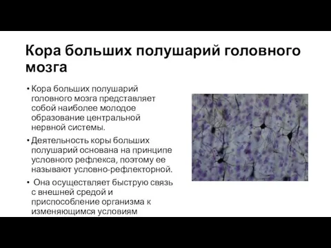 Кора больших полушарий головного мозга Кора больших полушарий головного мозга