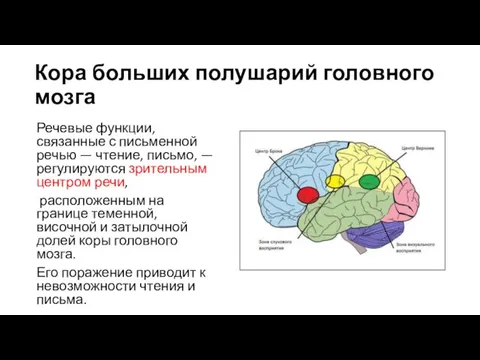 Кора больших полушарий головного мозга Речевые функции, связанные с письменной