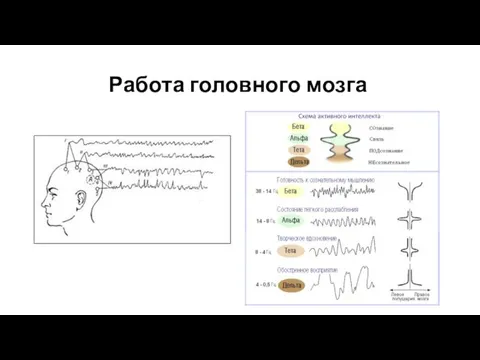 Работа головного мозга