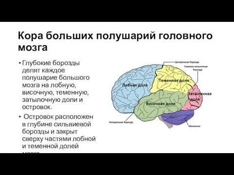 Кора больших полушарий головного мозга Глубокие борозды делят каждое полушарие