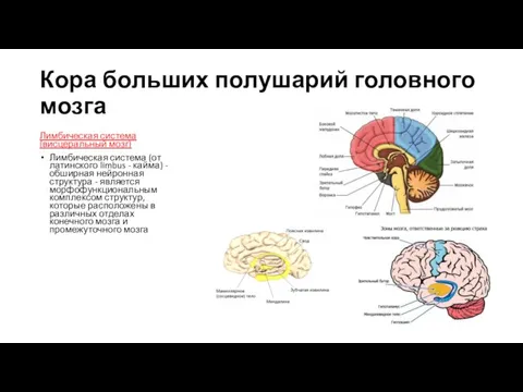 Кора больших полушарий головного мозга Лимбическая система (висцеральный мозг) Лимбическая