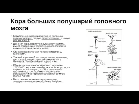 Кора больших полушарий головного мозга Кора большого мозга делится на