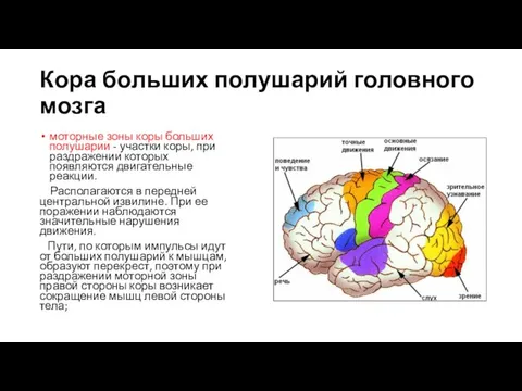 Кора больших полушарий головного мозга моторные зоны коры больших полушарии