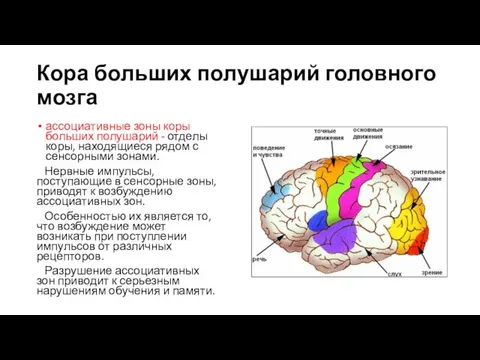 Кора больших полушарий головного мозга ассоциативные зоны коры больших полушарий